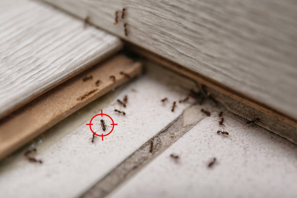 Best Spider Control Near Me  in Campbell, FL