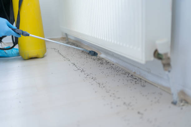 Best Rat Extermination Near Me  in Campbell, FL
